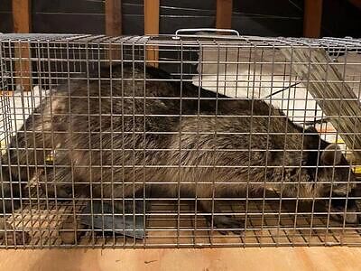 Myrtle Beach raccoon trapping